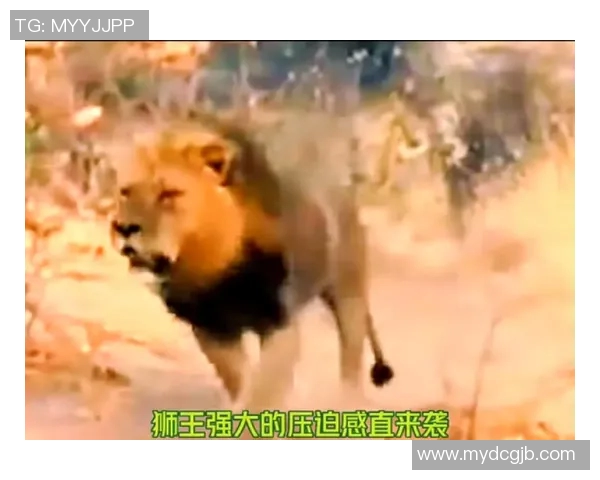 狮王称号背后的故事揭晓他是哪个足球明星的传奇人生 狮王称号背后的故事揭晓他是哪个足球明星的传奇人生